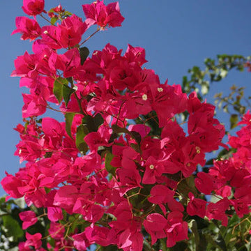 Bougainvillea Seeds – Barbara Karst (Bright Magenta-Pink)
