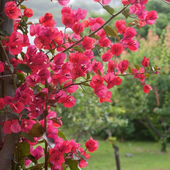Bougainvillea Seeds – Barbara Karst (Bright Magenta-Pink)
