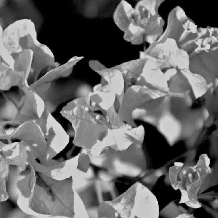 Bougainvillea Seeds – Black
