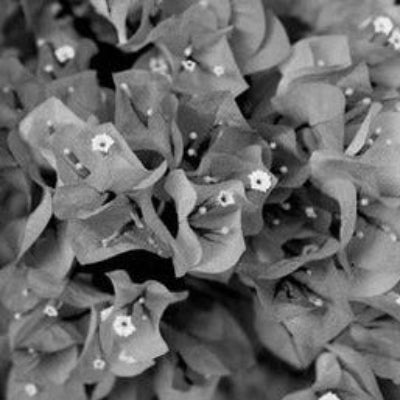 Bougainvillea Seeds – Black
