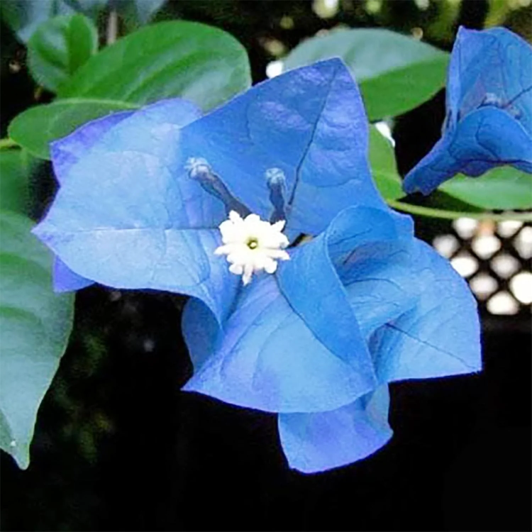 Bougainvillea Seeds – Blue Spectabilis
