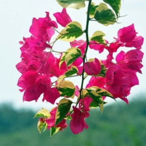 Bougainvillea Seeds – Bold Dark Pink
