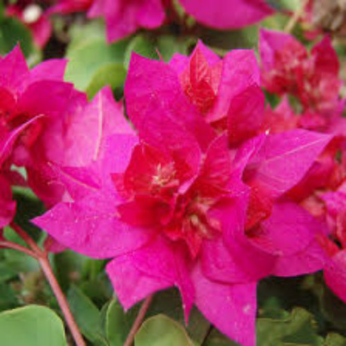 Bougainvillea Seeds – Bold Dark Pink
