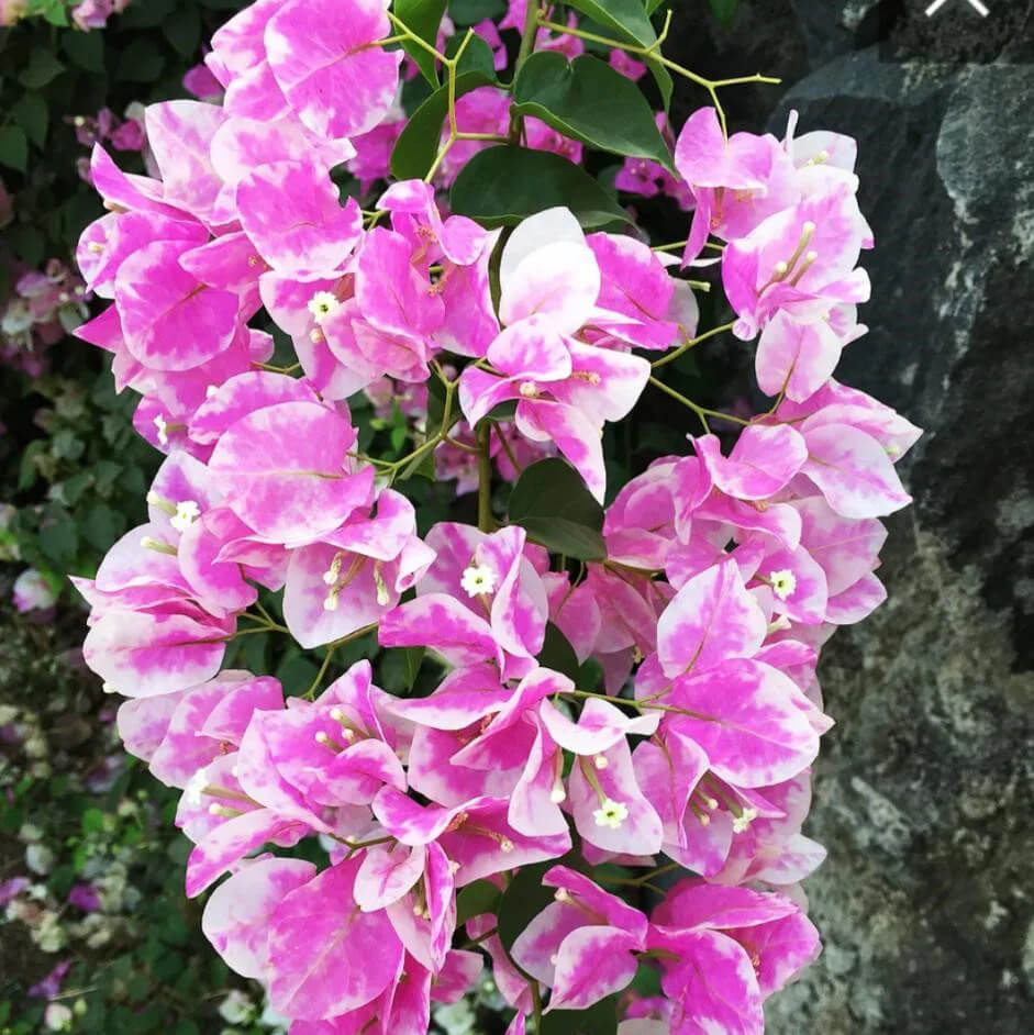 Bougainvillea Seeds – Cherry Blossom (Pink-White)
