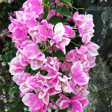 Bougainvillea Seeds – Cherry Blossom (Pink-White)
