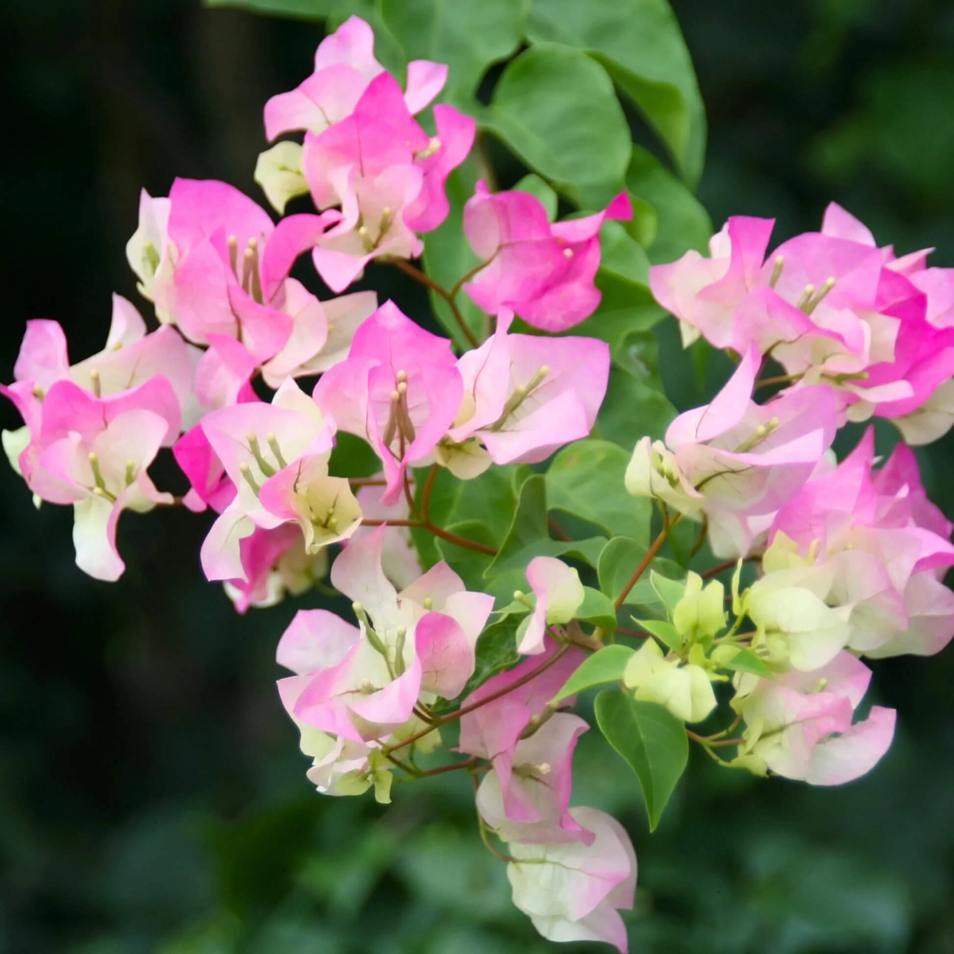 Bougainvillea Seeds – Cherry Blossom (Pink-White)

