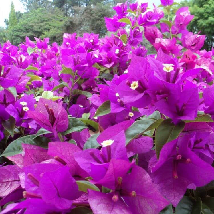 Bougainvillea Seeds – Elizabeth Angus (Deep Purple)
