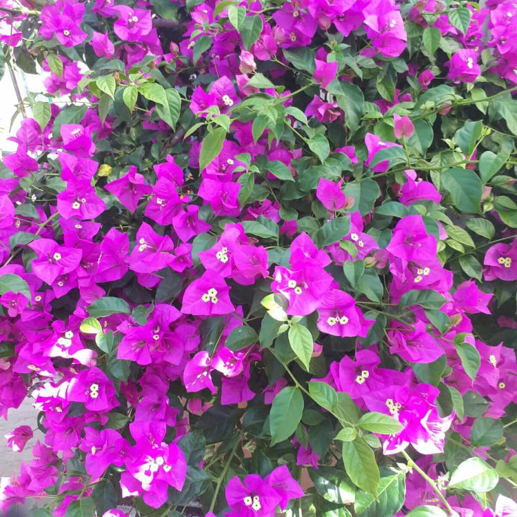 Bougainvillea Seeds – Elizabeth Angus (Deep Purple)
