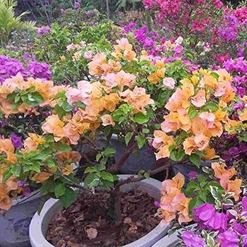 Bougainvillea Seeds – Fragrant Blossoms
