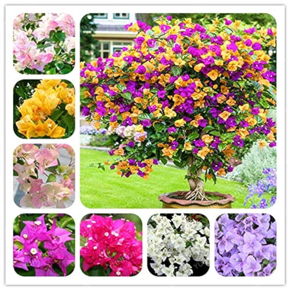 Bougainvillea Seeds – Fragrant Blossoms
