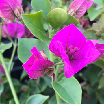 Bougainvillea Glabra Seeds - Flower Plant