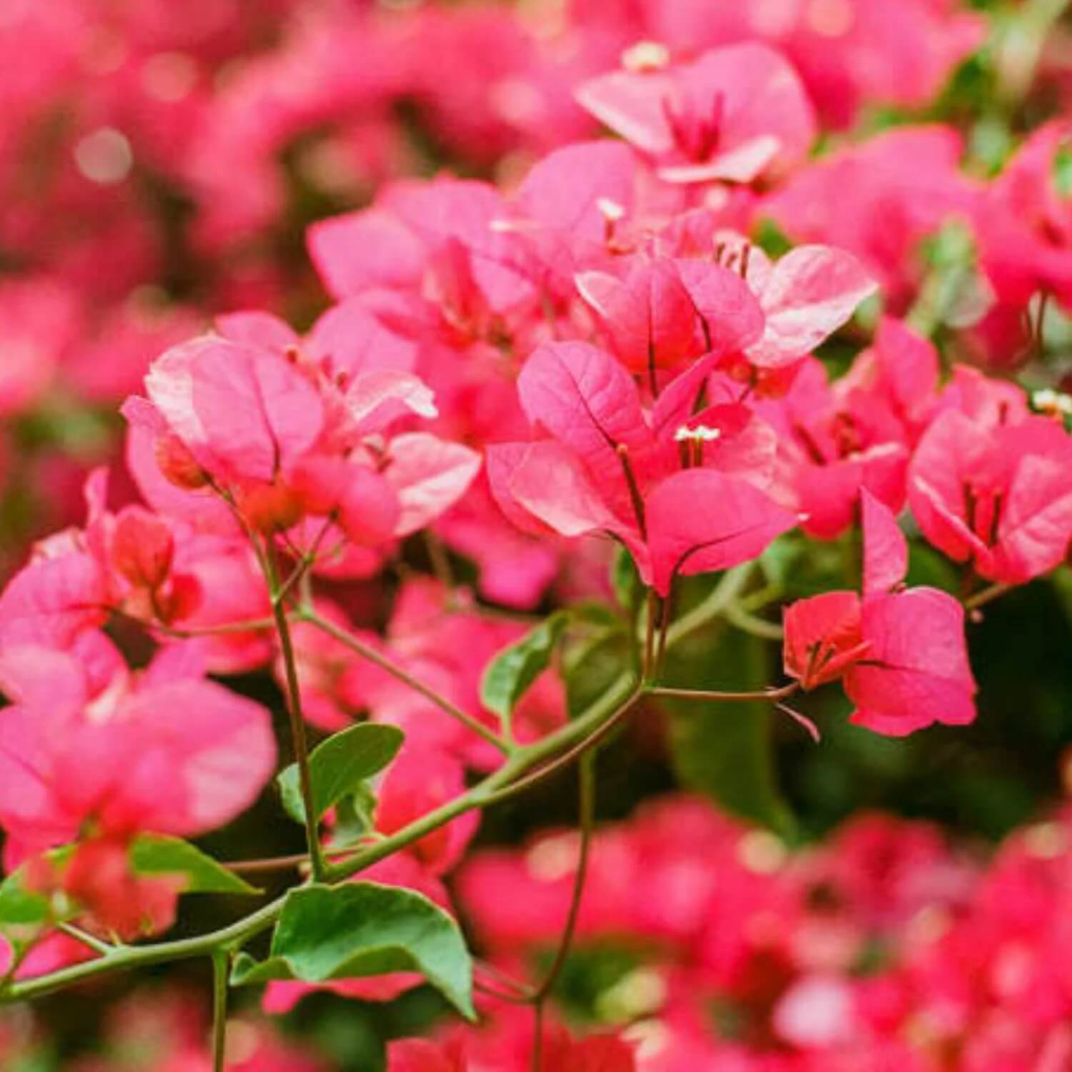 Bougainvillea Glabra Seeds - Flower Plant