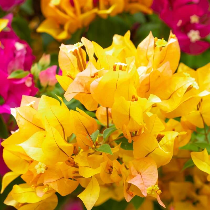 Bougainvillea Seeds – Golden Glow (Golden Yellow)
