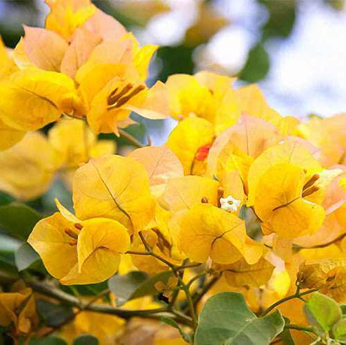 Bougainvillea Seeds – Golden Glow (Golden Yellow)
