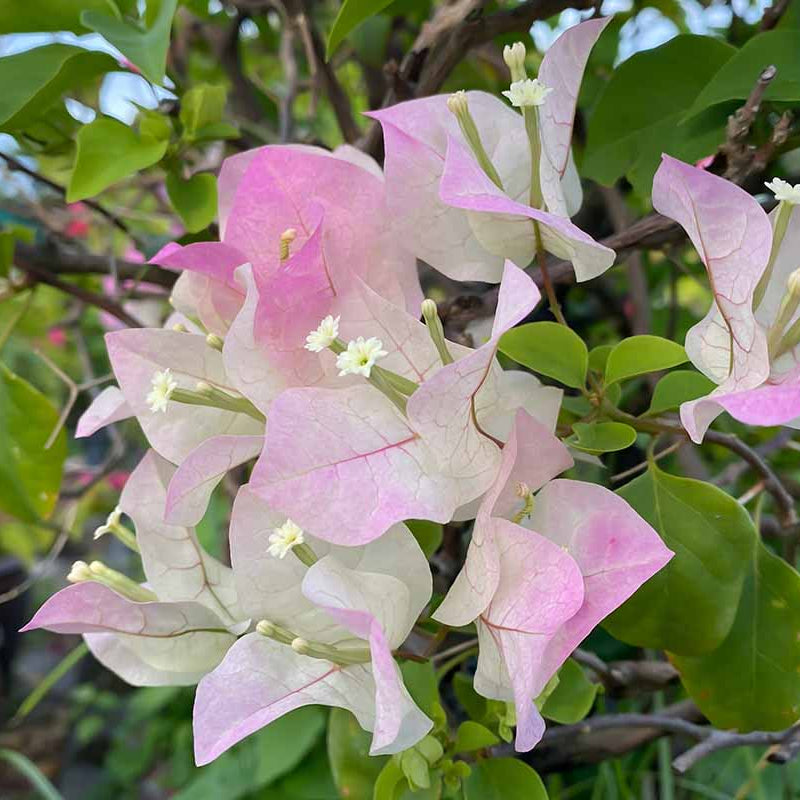 Bougainvillea Seeds – Light Pink
