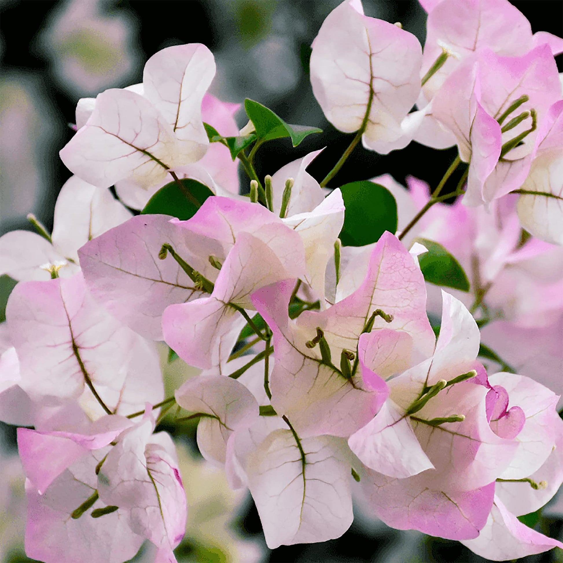 Bougainvillea Seeds – Light Pink
