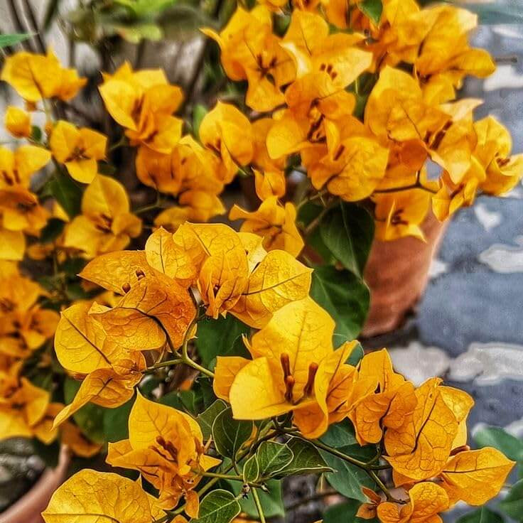 Bougainvillea Seeds – Mahara Orange
