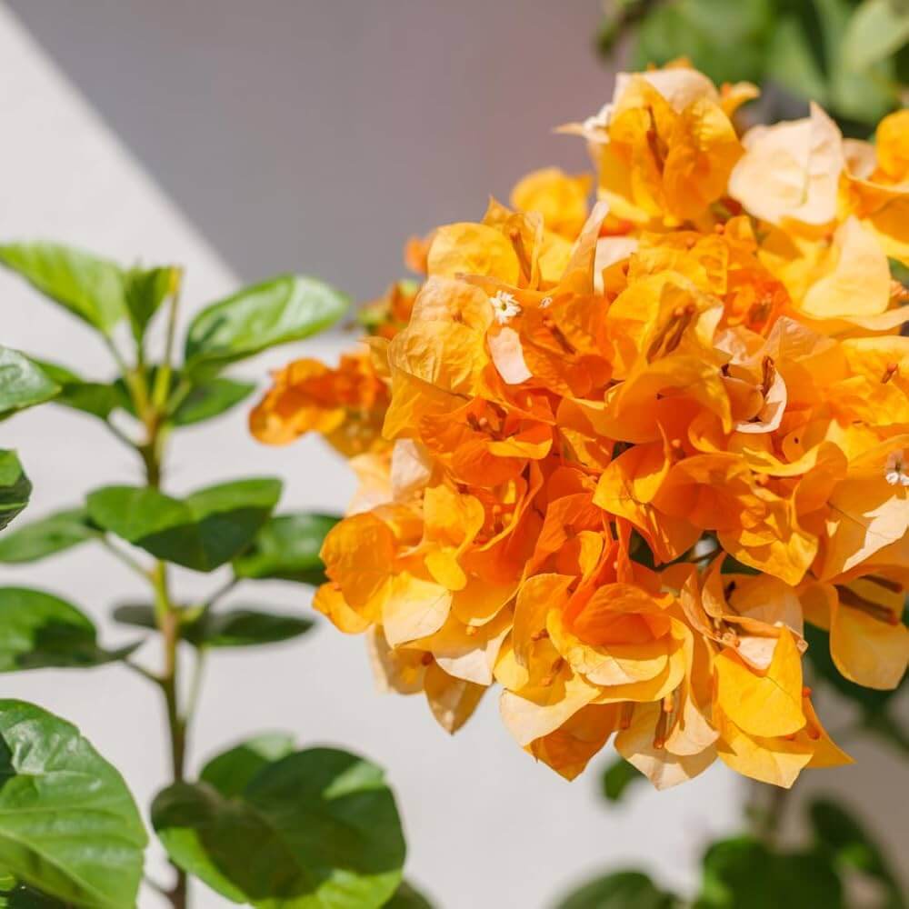 Bougainvillea Seeds – Mahara Orange
