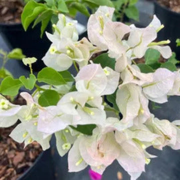 Bougainvillea Seeds – Mauna Kea White

