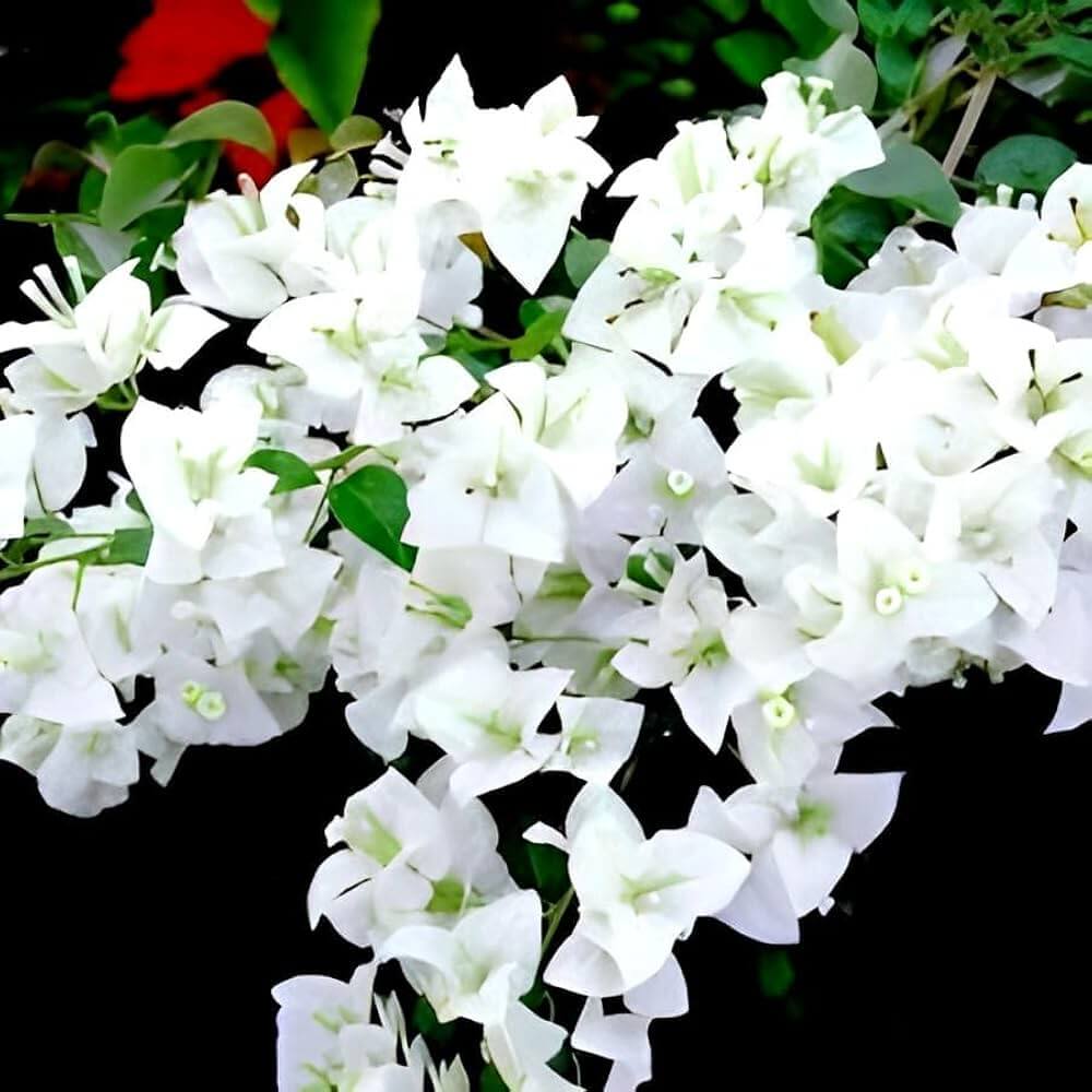 Bougainvillea Seeds – Miss Alice (Pure White)
