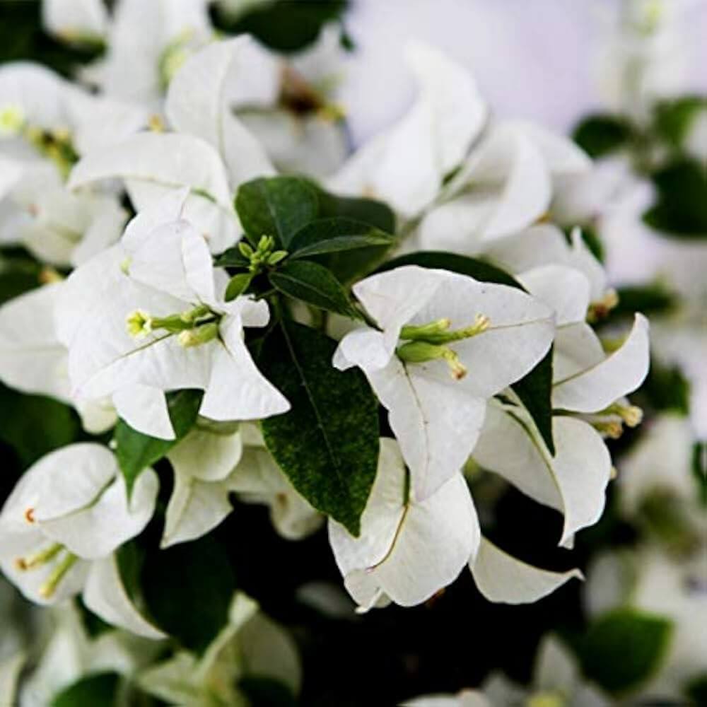 Bougainvillea Seeds – Miss Alice (Pure White)
