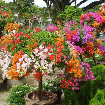 Bougainvillea Seeds – Mixed Colors
