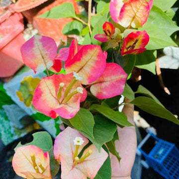 Bougainvillea Seeds – Mixed Colors Perennial
