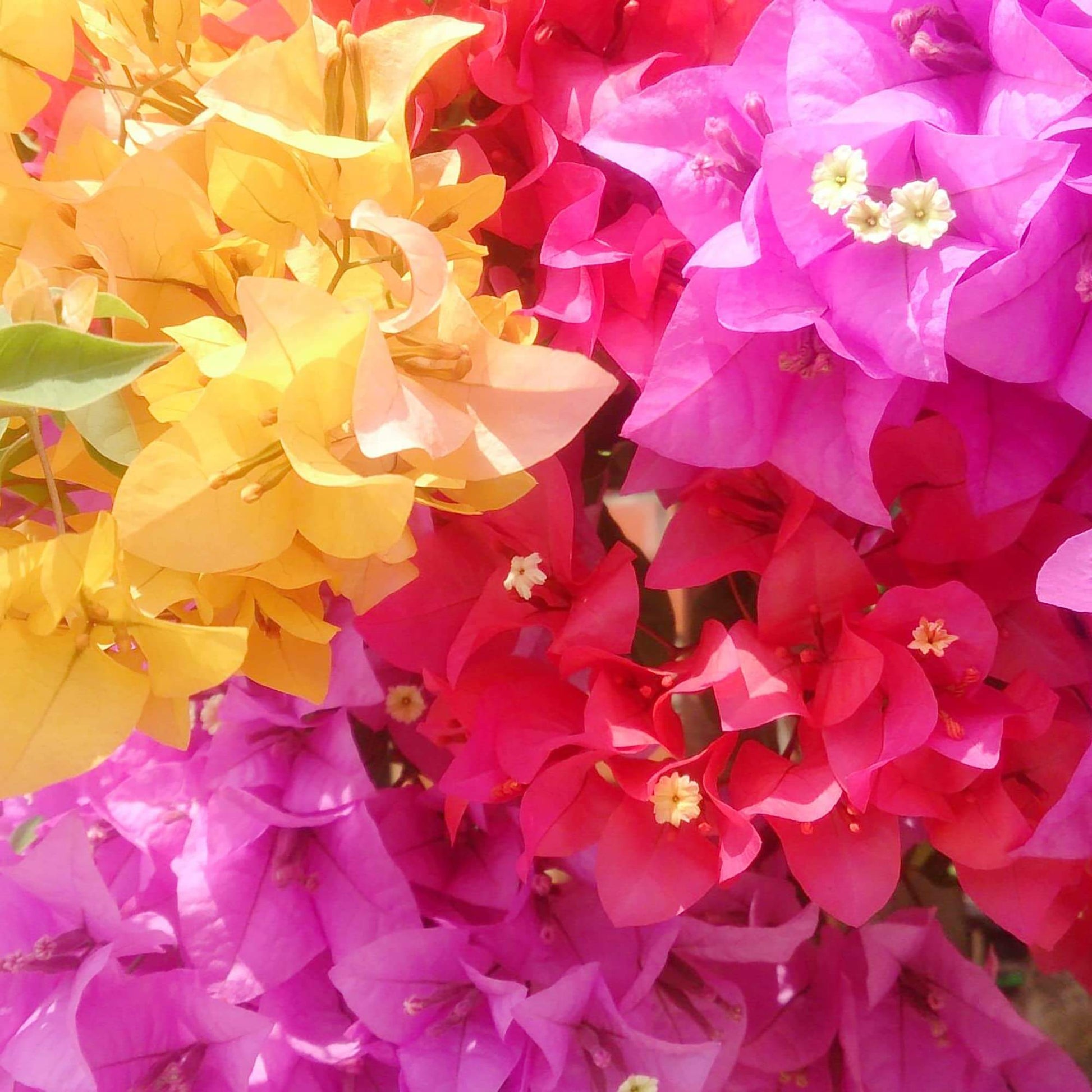 Bougainvillea Seeds – Mixed Colors Perennial
