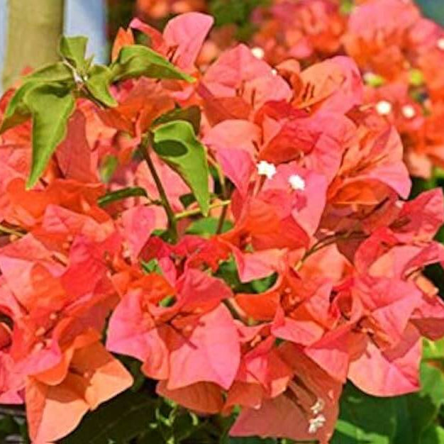 Bougainvillea Seeds – Orange Pink Heirloom Wildflower
