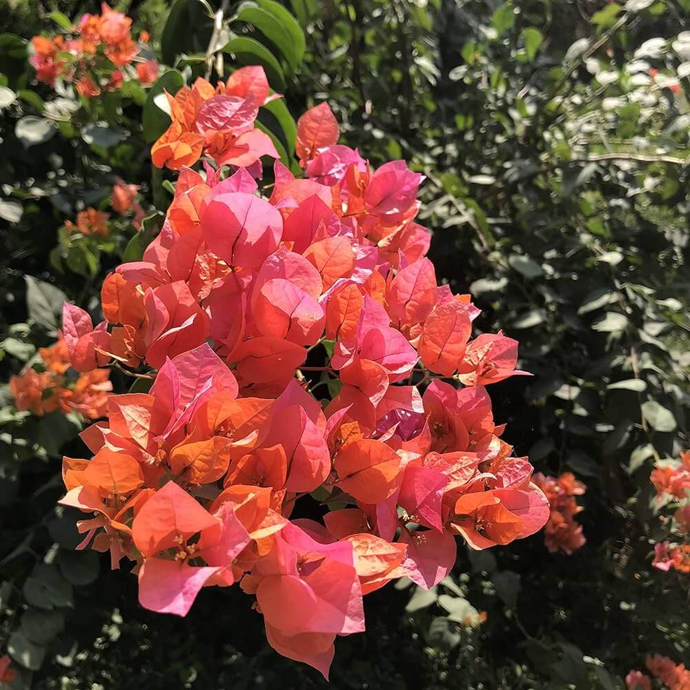Bougainvillea Seeds – Orange Pink Heirloom Wildflower
