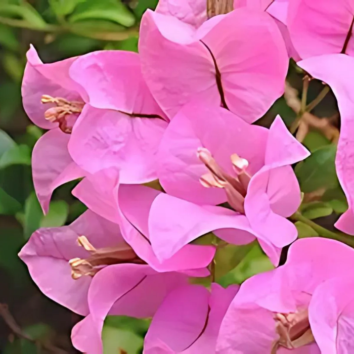 Bougainvillea Seeds – Pink
