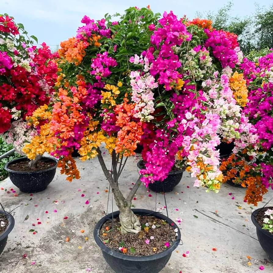 Bougainvillea Seeds – Pink Yellow
