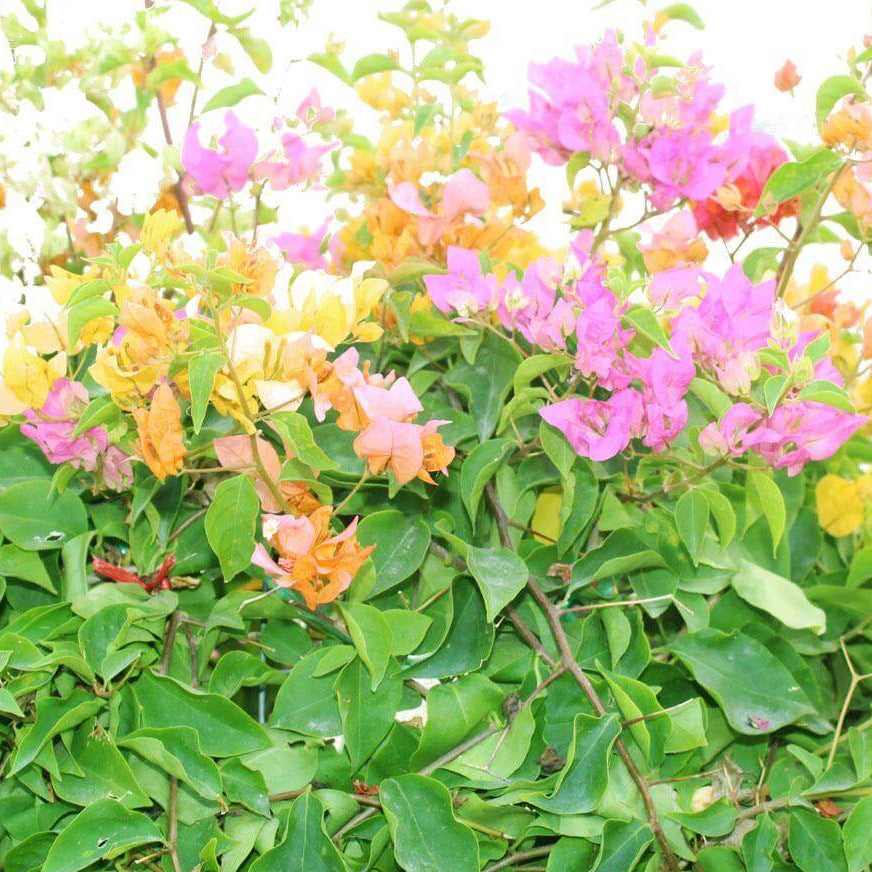 Bougainvillea Seeds – Pink Yellow
