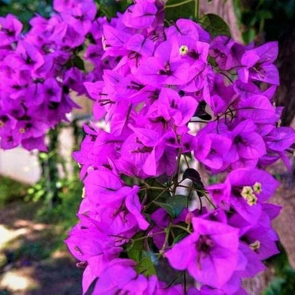 Bougainvillea Seeds – Royal Purple
