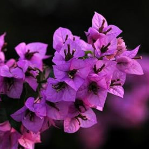Bougainvillea Seeds – Royal Purple

