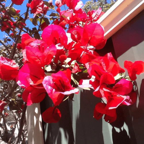 Bougainvillea Seeds – Scarlett O’Hara
