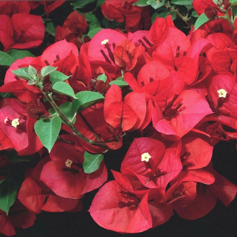 Bougainvillea Seeds – Scarlett O’Hara
