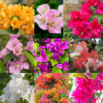 Bougainvillea Seeds