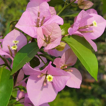 Bougainvillea Seeds