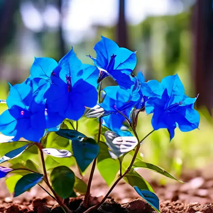 Bougainvillea Seeds – Balcony Blue
