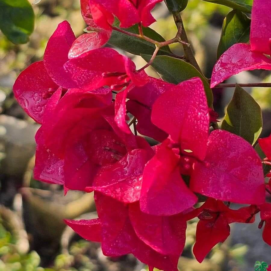 Bougainvillea Seeds – Barbara Karst (Bright Magenta-Pink)
