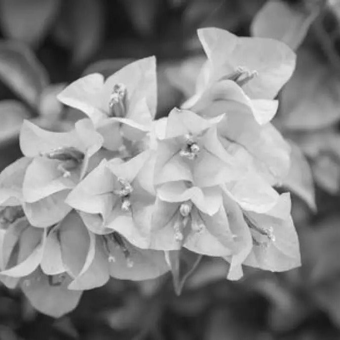 Bougainvillea Seeds – Black
