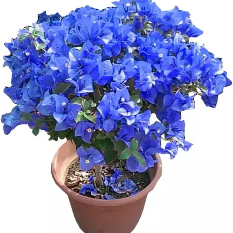 Bougainvillea Seeds – Blue Spectabilis
