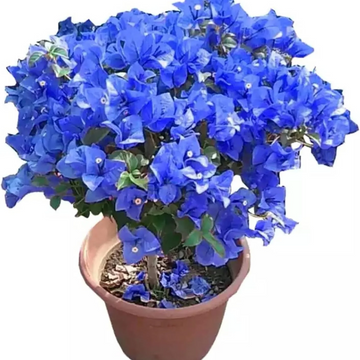 Bougainvillea Seeds – Blue Spectabilis

