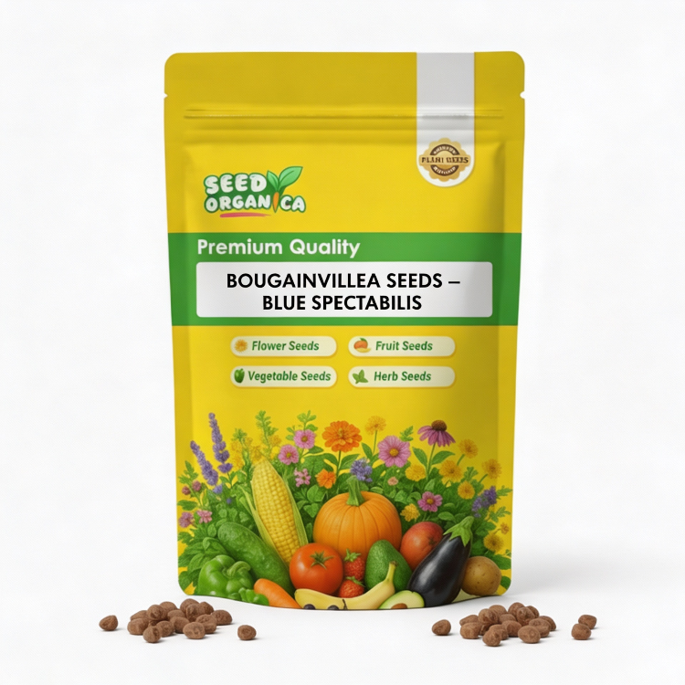 Bougainvillea Seeds – Blue Spectabilis