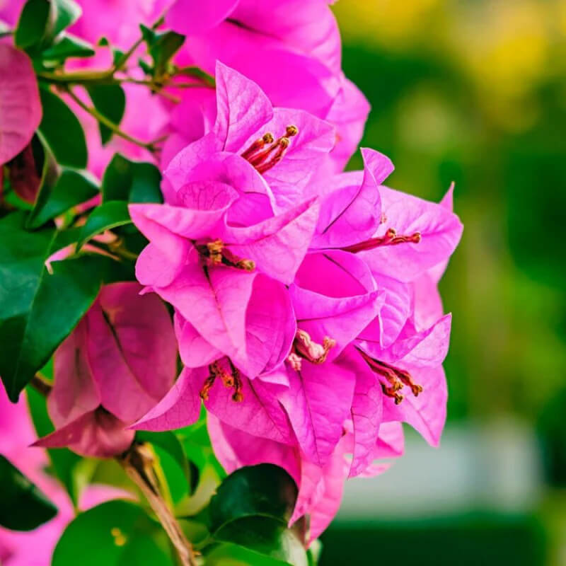 Bougainvillea Seeds – Bold Dark Pink
