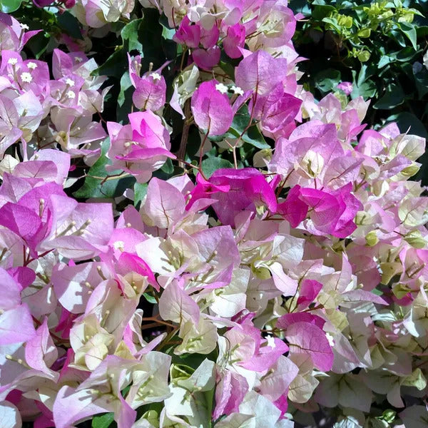 Bougainvillea Seeds – Cherry Blossom (Pink-White)
