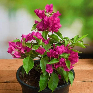 Bougainvillea Seeds – Dark Pink Maroon Premium
