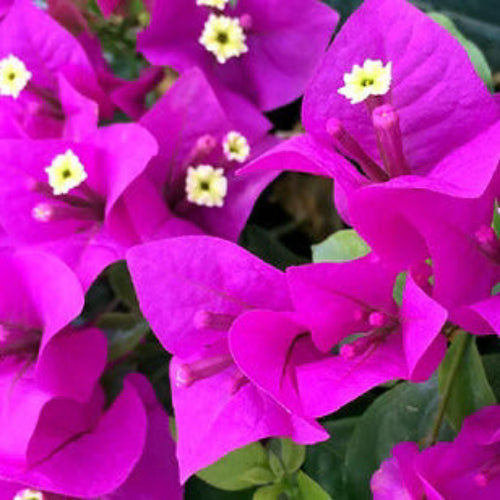 Bougainvillea Seeds – Elizabeth Angus (Deep Purple)
