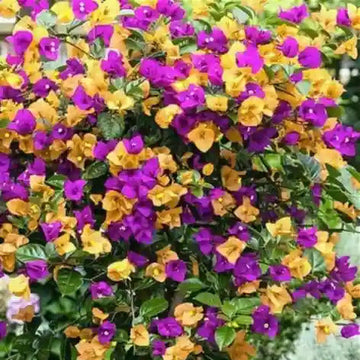 Bougainvillea Seeds – Fragrant Blossoms
